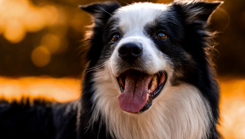 E' il cane pi&ugrave; costoso al mondo, perch&eacute; questa razza canina pu&ograve; costare quanto una macchina