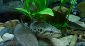 Un pesce predatore che cammina sulla terraferma si sta diffondendo ed &egrave; molto aggressivo. Cosa fare se ne incontri uno