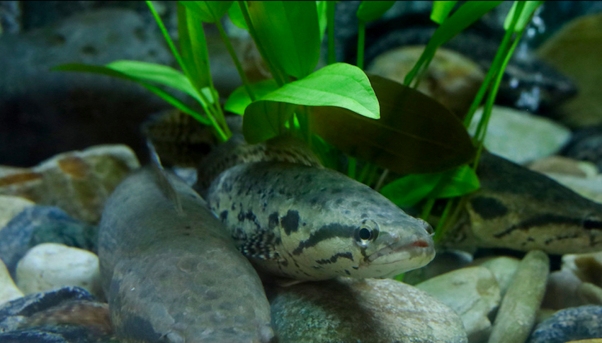 Un pesce predatore che cammina sulla terraferma si sta diffondendo ed &egrave; molto aggressivo. Cosa fare se ne incontri uno
