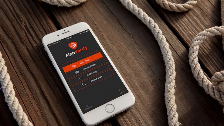 Come riconoscere i pesci con lo smartphone: ecco FishVerify