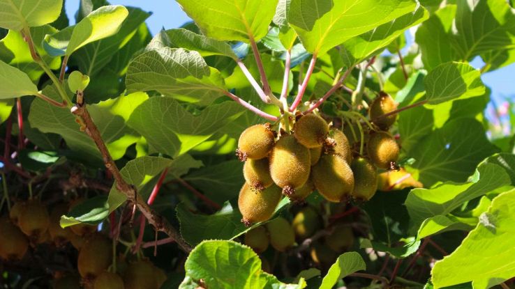 In Romagna la coltivazione del Kiwi diventa 4.0