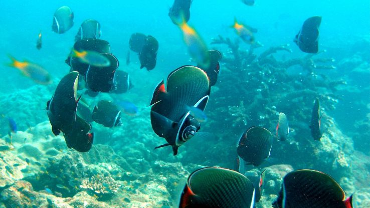 Robot-pesce fa i documentari nel mare