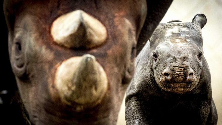 AI contro traffico animali sui social