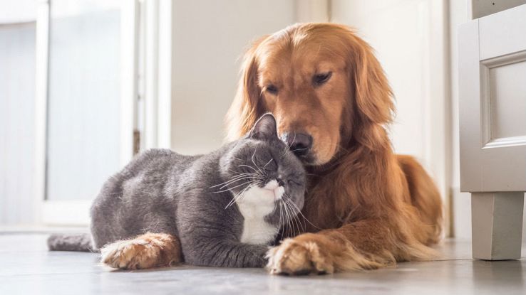 Un cane e un gatto in una stanza