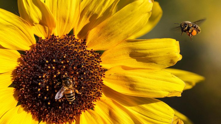 Robot impollinatore contro declino api