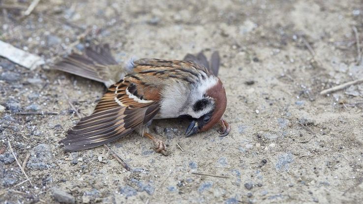Il mistero degli uccelli caduti in volo, cosa sta succedendo in America