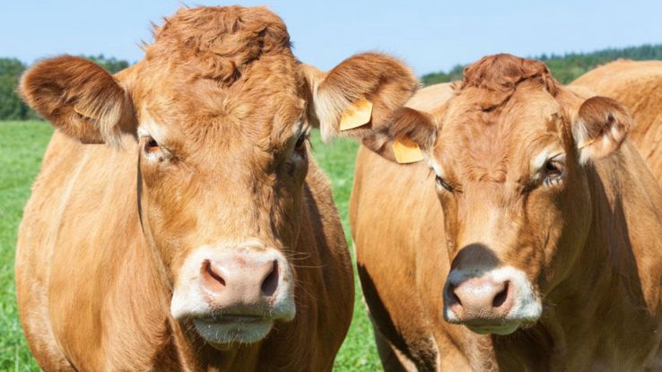 I batteri delle mucche potrebbero risolvere il problema della plastica