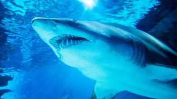 I denti di squalo che risolvono un antico mistero legato al clima