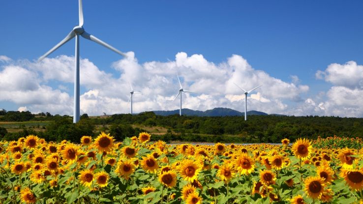 Perché dopo i disastri nucleari vengono piantati i girasoli