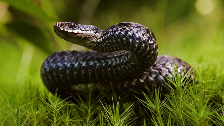 Il veleno di serpente che chiude le ferite