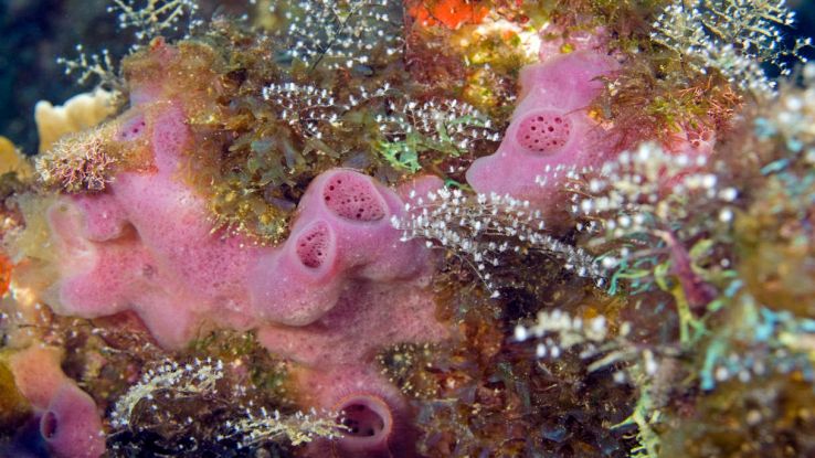 Scoperti i fossili più antichi di sempre