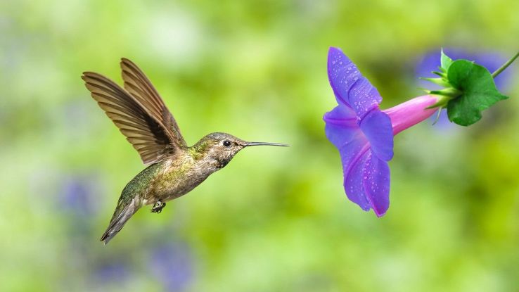 Perché il cambiamento climatico sta miniaturizzando gli animali