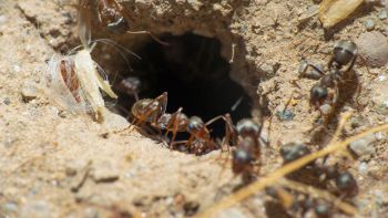 Le formiche conoscono la fisica e la usano per scavare i loro tunnel