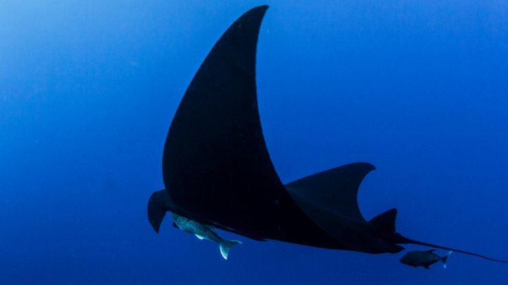 Avvistata una rara manta nera nella barriera corallina