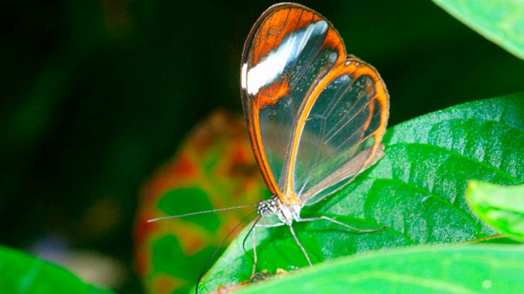 Il mistero dell'invisibilità in natura