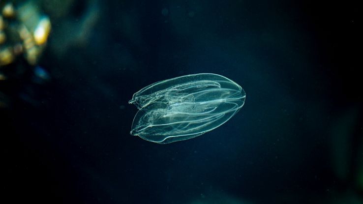 Non sappiamo nulla di questo pesce, una delle più grandi minacce dell'oceano