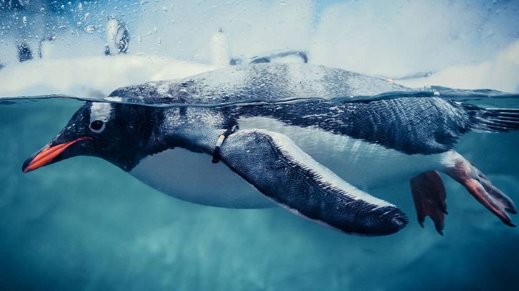 Pinguino gigante dell'Oligocene