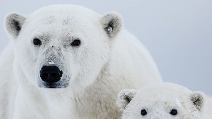 Gli orsi polari si estingueranno entro la fine del secolo
