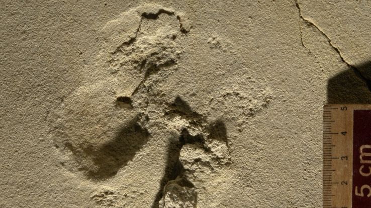 Trovate le più antiche orme di ominidi