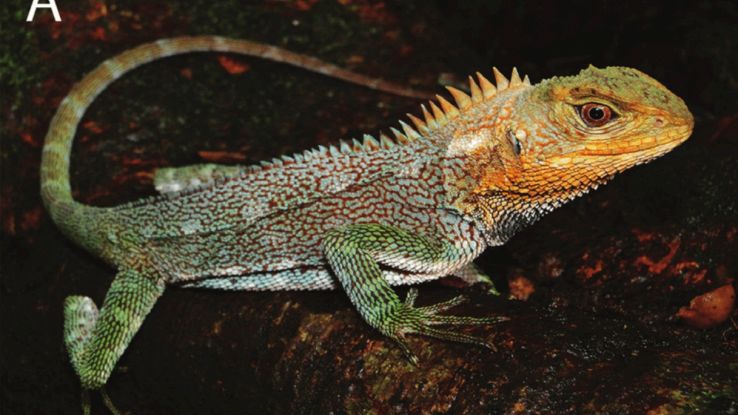 Scoperta la lucertola dalla squame arcobaleno