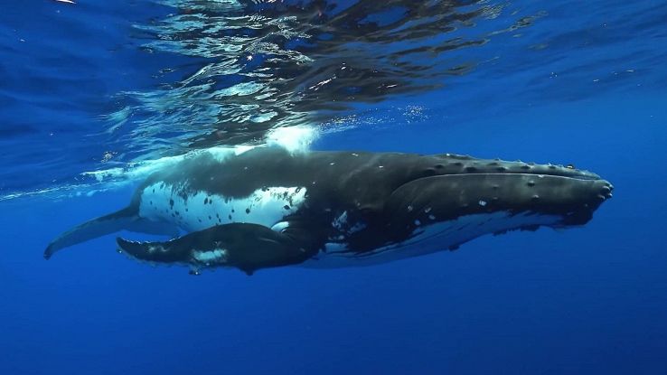 Forse stiamo per parlare per la prima volta a una balena