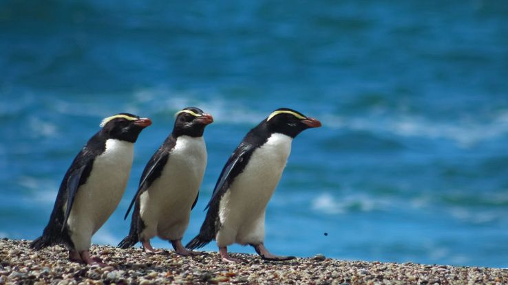 I pinguini vengono da un antico continente scomparso