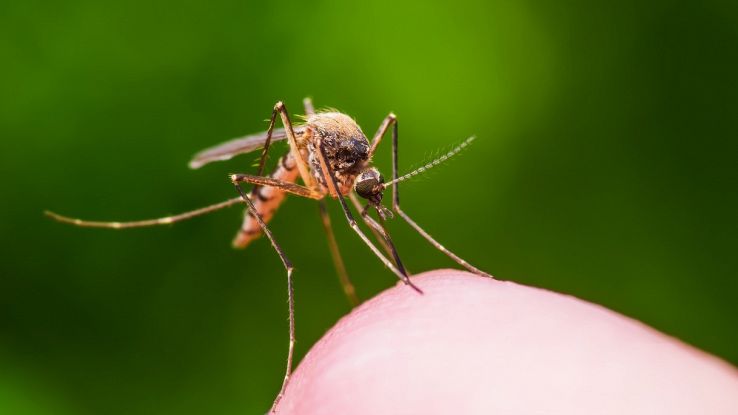 La zanzara coreana è arrivata nel Nord Italia: quali i rischi
