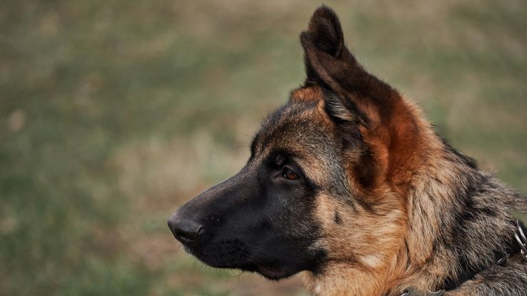 Perché alcuni animali hanno il naso sporgente: lo studio