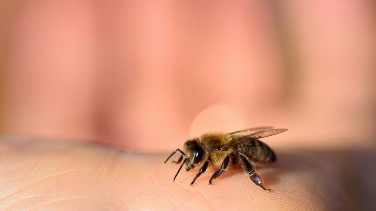 Le strane api che sono carnivore ma non pungono