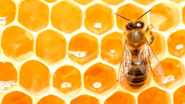 Anche le api usano il distanziamento sociale: il motivo