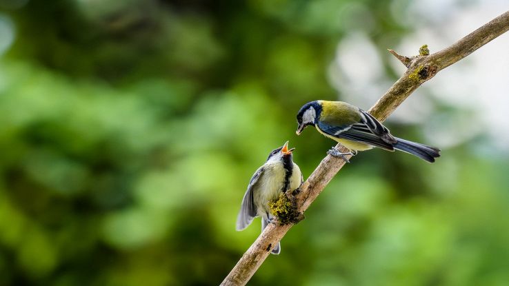 Questi uccelli hanno una personalità, e la usano per il cibo
