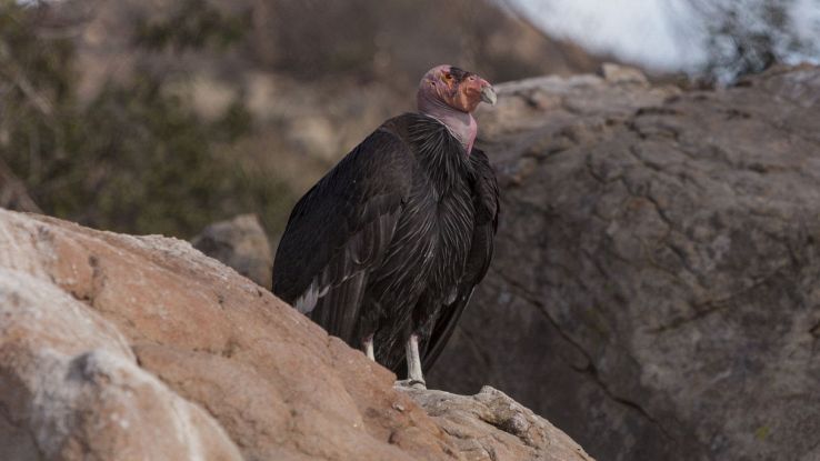 Il condor californiano è una delle specie più a rischio del pianeta