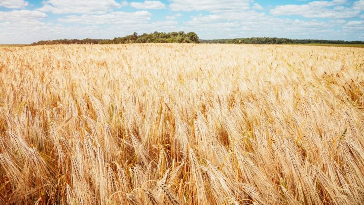 Grano, mais e soia potrebbero scomparire: cosa sta succedendo