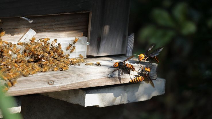 I calabroni attaccano le api, ma loro hanno un'arma segreta