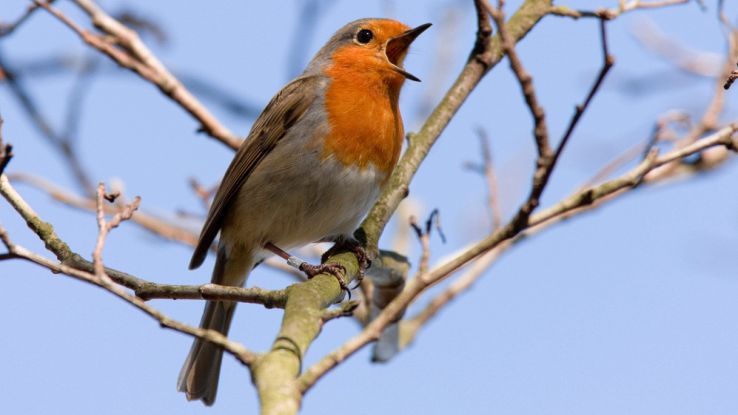 Perché il canto degli uccelli si sta spegnendo