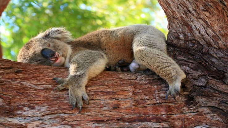 I koala hanno la clamidia, ed è colpa del cambiamento climatico