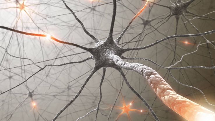 Nuovo studio del MIT sui neuroni