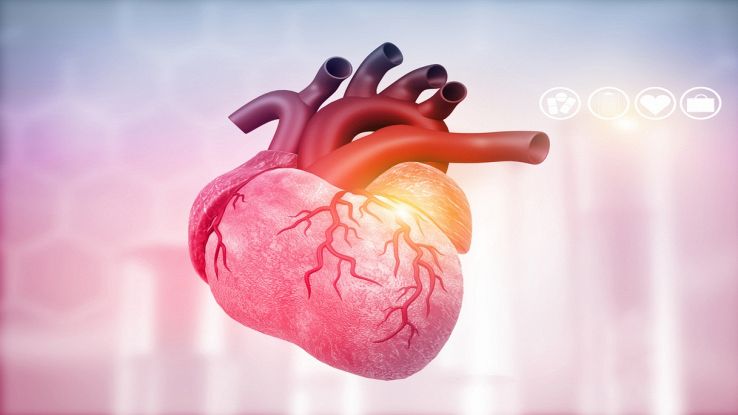 Scoperta una nuova cellula nel cuore: è mistero sulla funzione