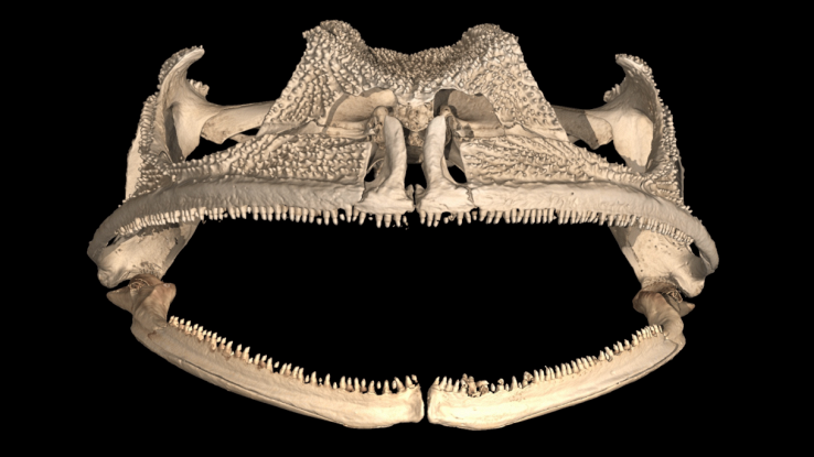 Scoperta unica specie di rana con i denti