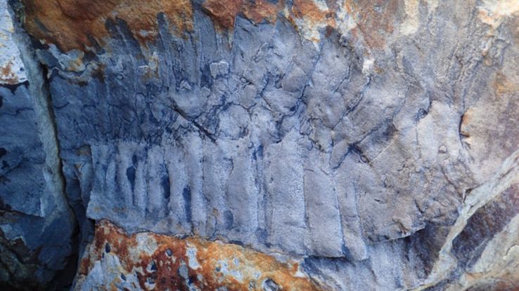 Trovato il fossile di un millepiedi delle dimensioni di un’auto