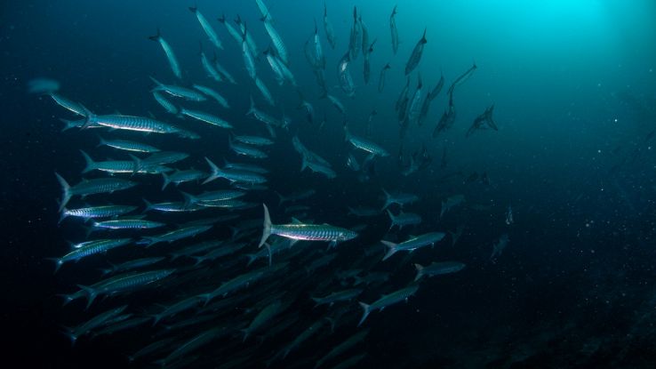 Tutte le notti migliaia di animali marini emergono dagli abissi