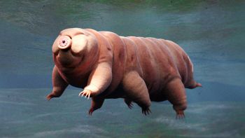 animali immortali tardigrado