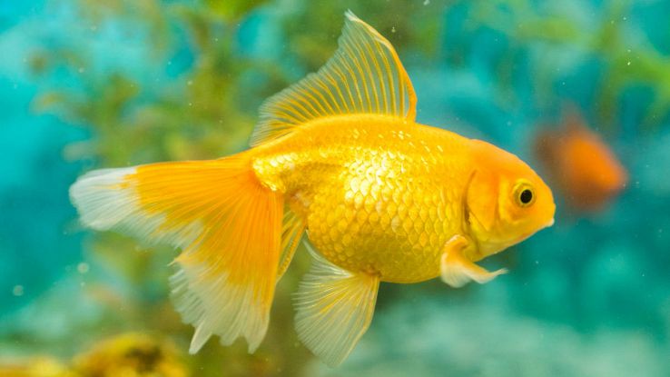 La rivincita del pesce rosso: questo test dimostra la sua intelligenza