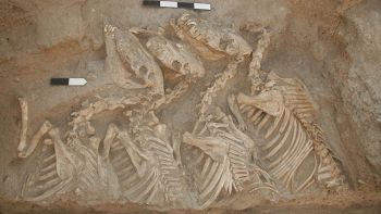 Scoperto che animale era il kunga dopo 4.500 anni