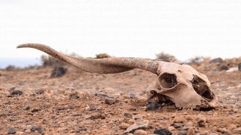 Siamo nel pieno della sesta estinzione di massa sulla Terra