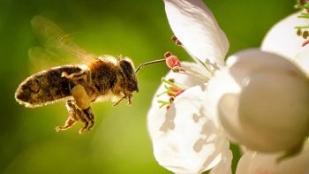 Lo smog impedisce alle api di sentire l'odore dei fiori