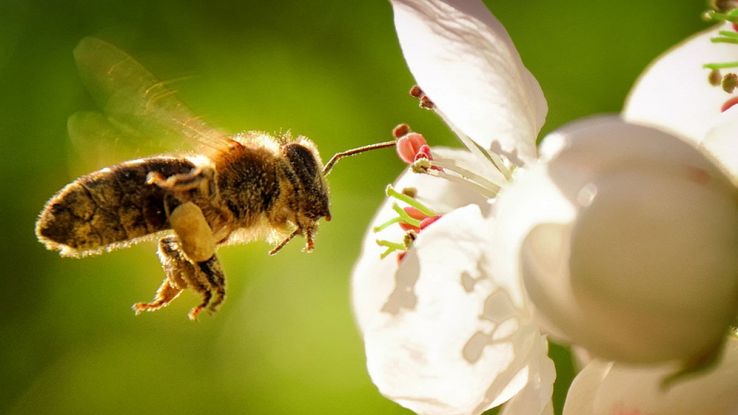 Lo smog impedisce alle api di sentire l'odore dei fiori