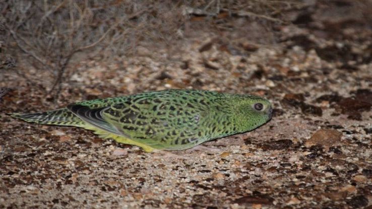 Forse è possibile salvare l'uccello "fantasma" australiano, scomparso da un secolo