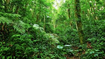 Il mercurio sta inquinando la foresta pluviale