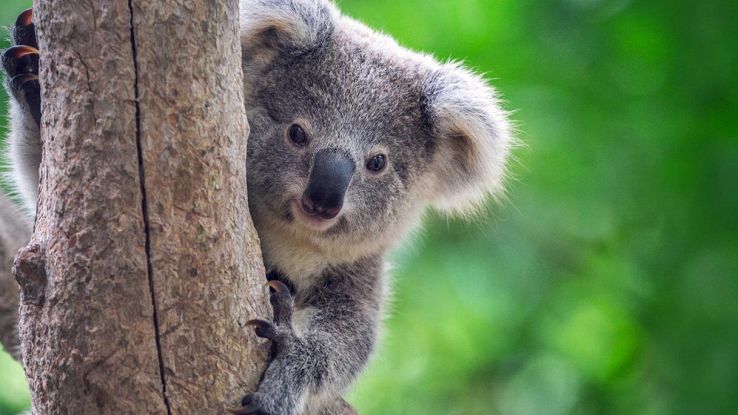 Koala, animali a rischio estinzione: quanto potrebbero sparire